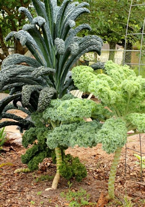 The Ultimate Guide to Growing Kale - SchneiderPeeps