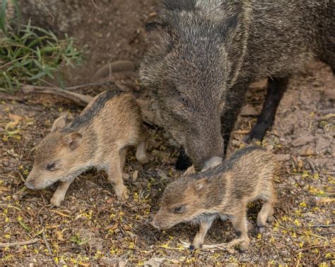 Javelina Mom and Babies Collared Peccary Photo Image DIGITAL DOWNLOAD Wildlife Cute Animals ...