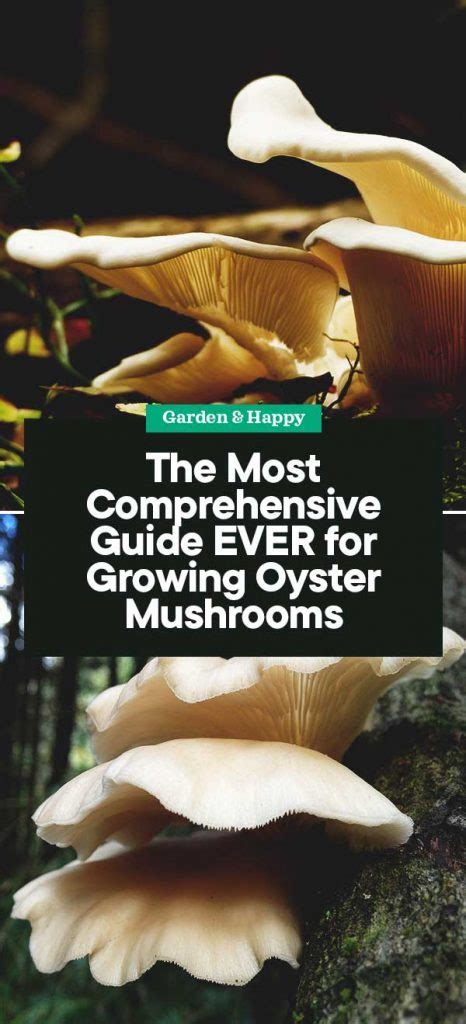 The Most Comprehensive Guide EVER for Growing Oyster Mushrooms - Garden ...