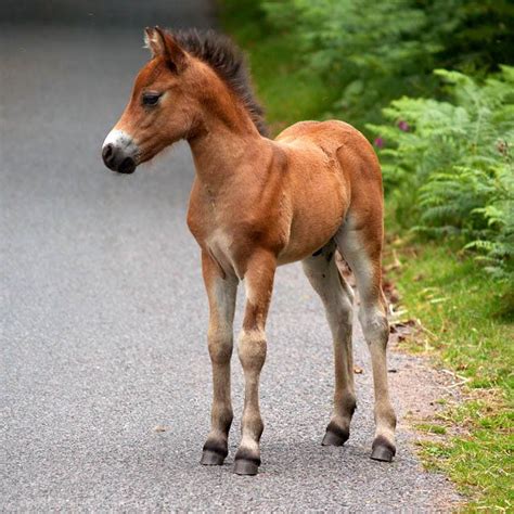 Exmoor Foal so cute | Foals, Beautiful horses, Baby horses