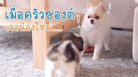 เมื่อครัวซองต์เจอน้องใหม่.. การปรับตัวของลูกสุนัข | Croissant The Meme ...