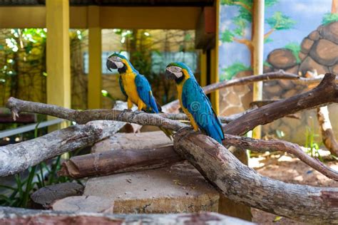 Parrot At Langkawi Wildlife Park Stock Photo - Image of background ...