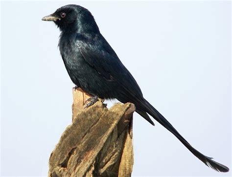 Black Drongo - Dicrurus macrocercus - Corvidae - Drongos, Crows, Magpies - Birds of India