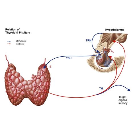 Relation of thyroid and pituitary gland Poster Print (35 x 22 ...