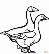 Two Geese coloring Page  Free Printable Coloring Pages sketch template