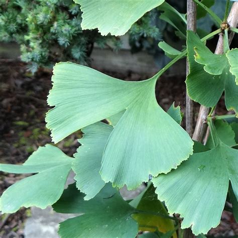 GINKGO BILOBA - 40 varieties 2/2 | Mundi Plantarum