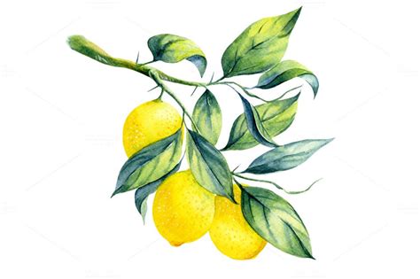 Watercolor of Lemons on branch 9 x 12 Fruit Paintings and Illustrations ...