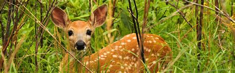 Who Lives Here Program (Wildlife Cameras) | Alberta Parks