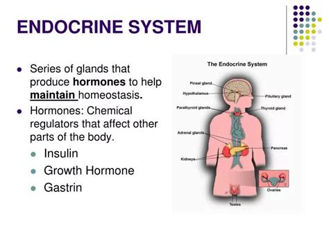 PPT - ENDOCRINE SYSTEM PowerPoint Presentation, free download - ID:5533426