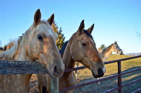 Akhal-Teke Horse - The Livestock Conservancy