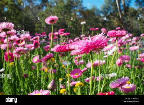 Spring wildflowers in King's Park, Perth, Western Australia Stock Photo - Alamy