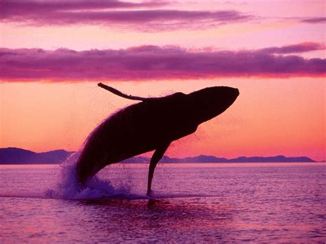 Blue-Whale-Jumping.jpg (1600×1200) I LOVE IT WHEN THEY COME COMPLETELY OUT OF THE WATER