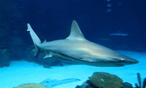 Pretty cool a little overpriced - Reviews, Photos - Shark Reef Aquarium - Tripadvisor