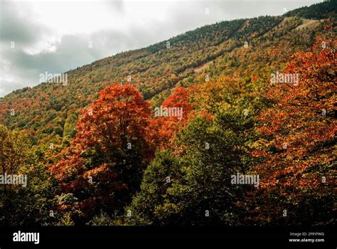 The slopes of Mount Mansfield, Stowe, Vermont, USA, covered in trees in ...