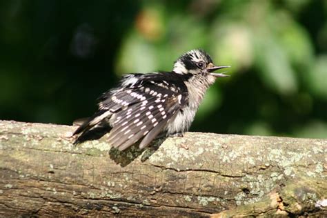 Downy Woodpecker Sunning By Ivy Kardokus | Taken June 8th 20… | Flickr