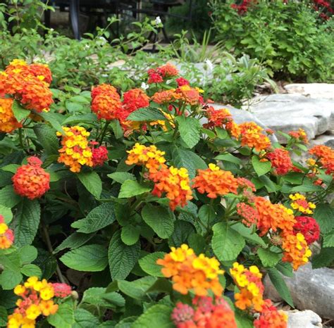 Lantanas: Plant Care and Collection of Varieties - Garden.org