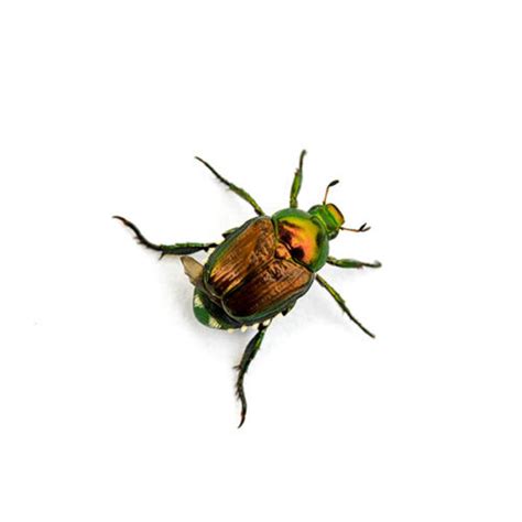 Japanese Beetle Identification, Habits & Behavior | Leo's Pest Control