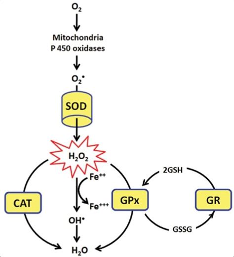 Superoxide dismutase (SOD), glutathione peroxidase (GPx), glutathione... | Download Scientific ...