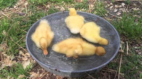 Baby Pekin ducks swim for the very first time!!! - YouTube