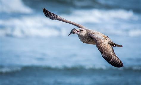 Herring Gull | Audubon Field Guide