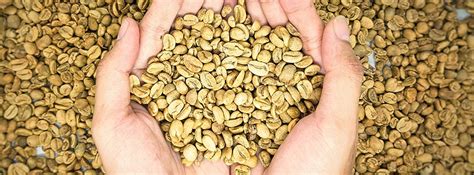 Green Coffee Beans: Benefits, Supplements & Facts - Life Extension