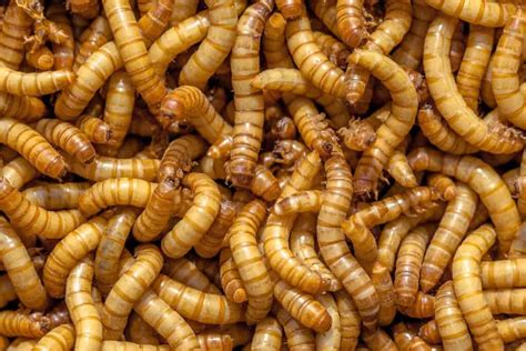 How To Start A Mealworm Farm: A Comprehensive Guide For Beginners - Heritage Acres Market LLC