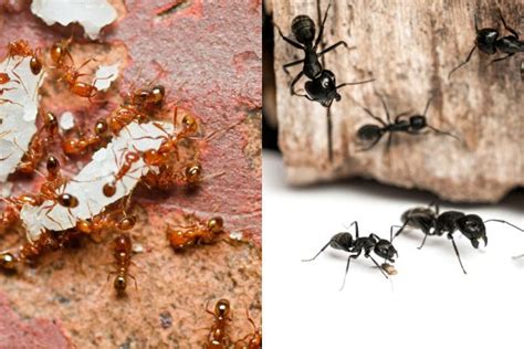 Fire Ants vs Regular Ants: How To Tell The Difference - EFI