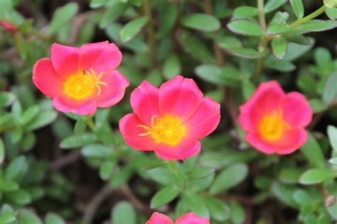 Different Types of Portulaca (Photos) - Garden Lovers Club