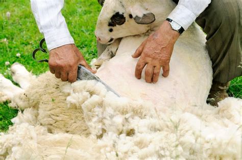 Sheep Shearing: How Do We Get Wool From The Sheep?