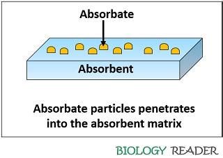 Difference Between Absorbent and Adsorbent (with Comparison Chart) - Biology Reader