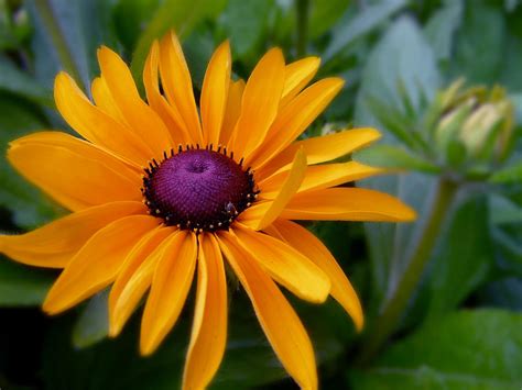 orange and purple flower by ionelat on DeviantArt