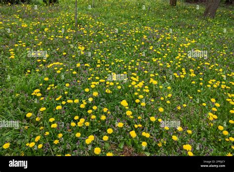 Amazing Spring flowers at South Park in city of Sofia, Bulgaria Stock Photo - Alamy