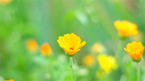 Yellow flower-Beautiful flowers, HD wallpaper | Peakpx