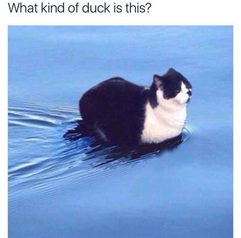 Top Laughing So Hard Cat Memes & Bongo Cat Memes 1 Cute Animal Memes, Animal Jokes, Funny Animal ...