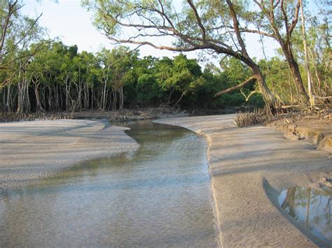 20+ Sundarban Facts You Must Know.