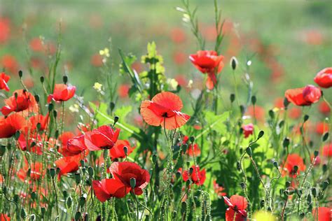 Poppy Flowers Field Spring Season Photograph by Goce Risteski | Fine ...