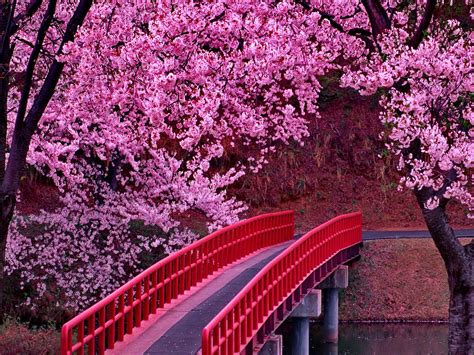 Pink Sakura Tree Wallpapers - Wallpaper Cave