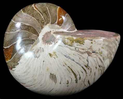 7.7" Polished Nautilus Fossil - Huge Specimen! (#61346) For Sale ...