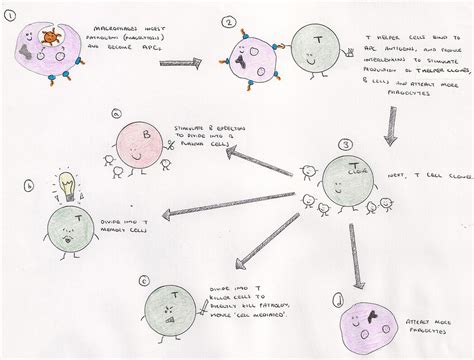 Immune System Diagram For Kids