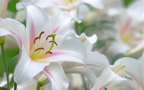 Pink And White Lilies Wallpapers - Wallpaper Cave