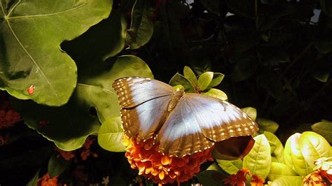 Butterfly Pavilion, National Museum of Natural History - YouTube