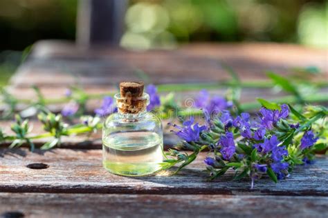 A Bottle of Hyssop Essential Oil with Blooming Hyssop Plant Stock Photo - Image of natural ...