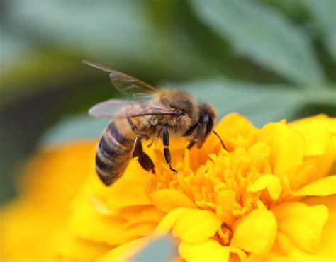 Pollinators existed long before flowers, new research suggests - Earth.com