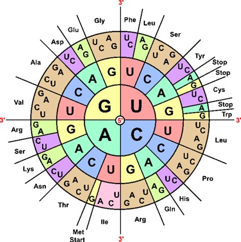 Reading Codons Worksheet