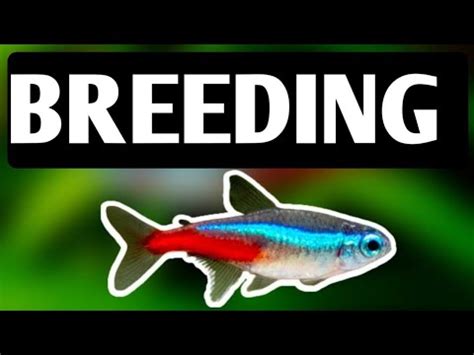 Neon and cardinal tetra breeding | How to breed neon and cardinal ...