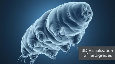 The First-Ever 3D Imaging of the Internal Structures of Water Bears