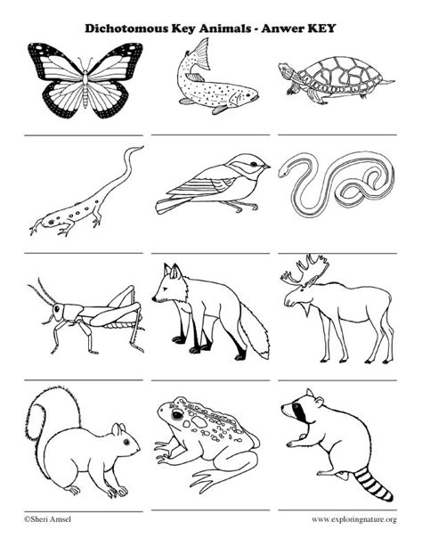 Dichotomous Key - Introduction Activity (Classification)