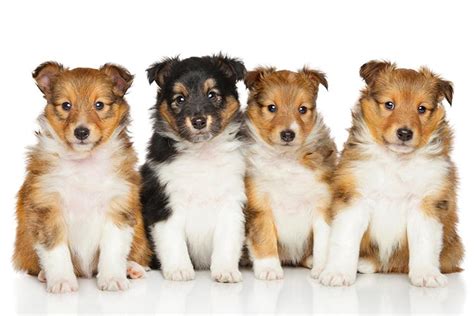 Shetland Sheepdog (Sheltie) Puppies For Sale