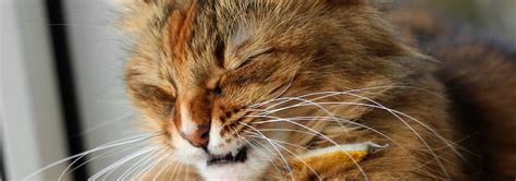 Four Common Reasons Why Your Cat’s Nose Is Dry - Meg Live