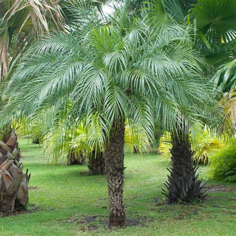 Pygmy Date Palms for Sale – FastGrowingTrees.com